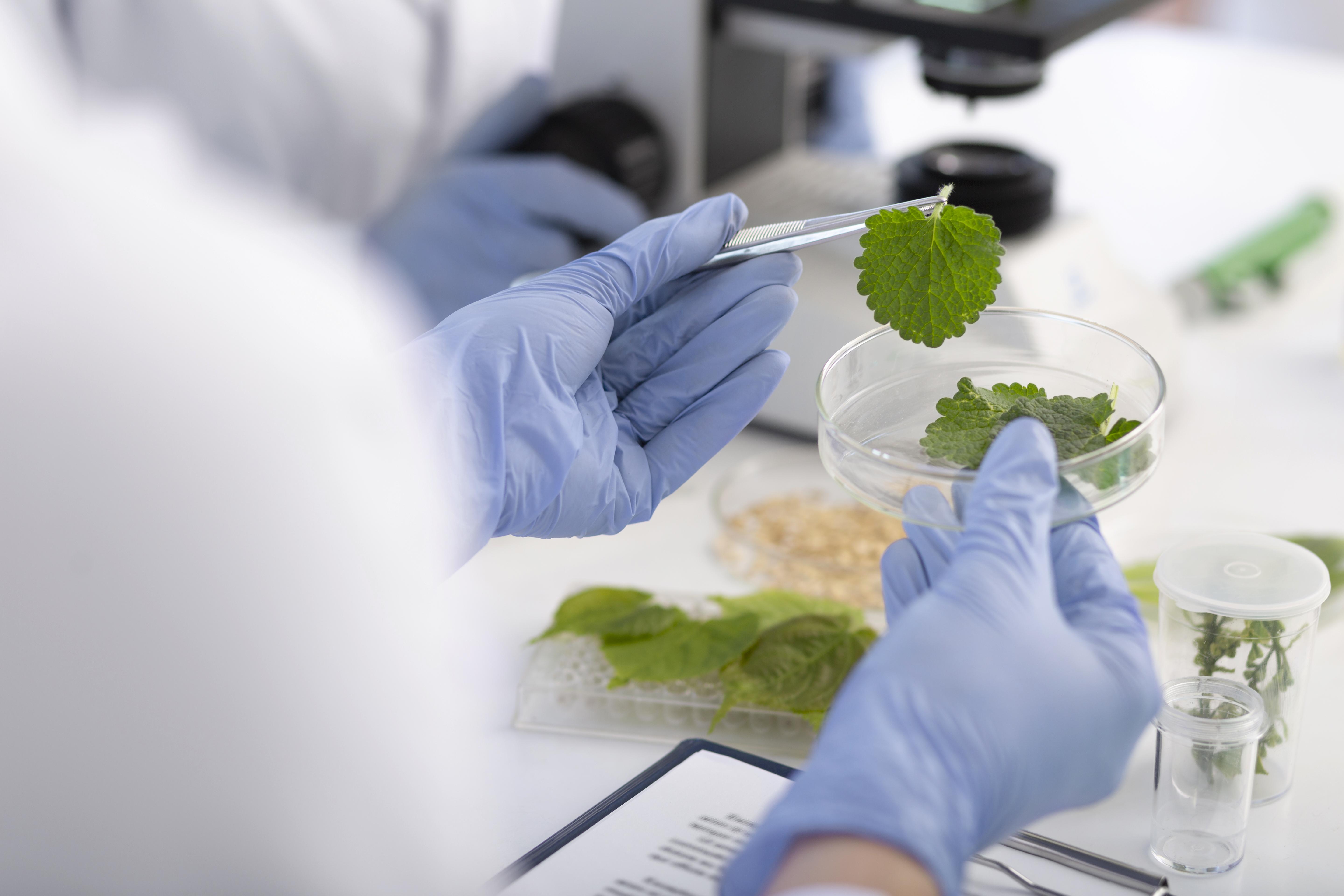Análisis de muestras vegetales en laboratorio de ciencia de alimentos